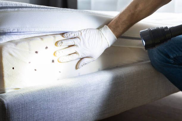 Best Wasp Removal Services  in Highland Falls, NY