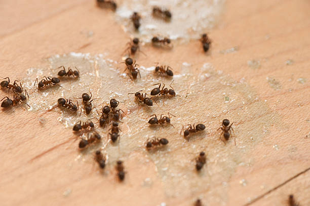 Best Pest Prevention Services  in Highland Falls, NY