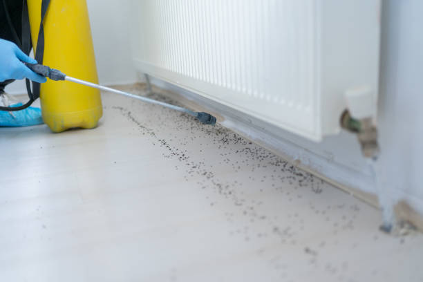 Best Termite Control Services  in Highland Falls, NY